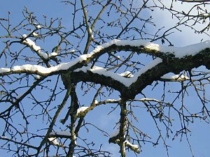 Kirschbaum im Schnee